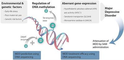 DNA Methylation as a Therapeutic and Diagnostic Target in Major Depressive Disorder